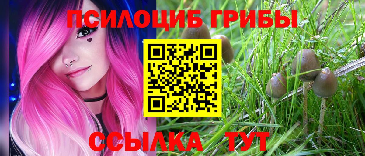 Псилоцибиновые грибы Psilocybe Тула